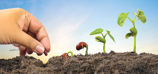 Bean seeds, planting, growing